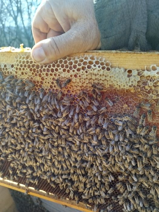 Vând 10 familii de albine la alegere din 20