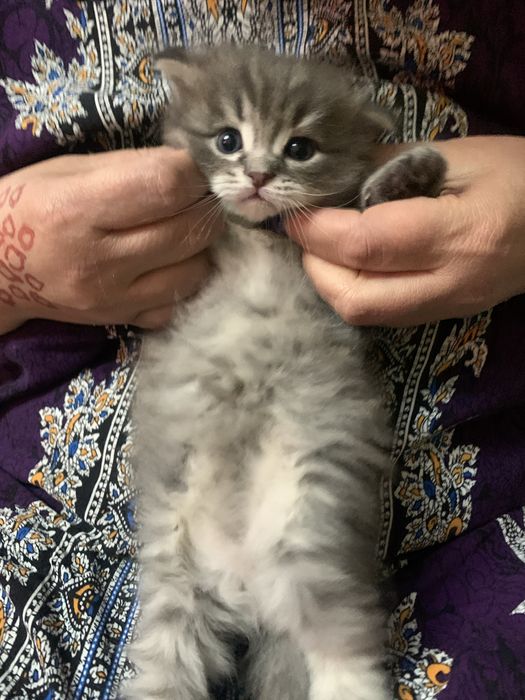 Котята хайленд страйт