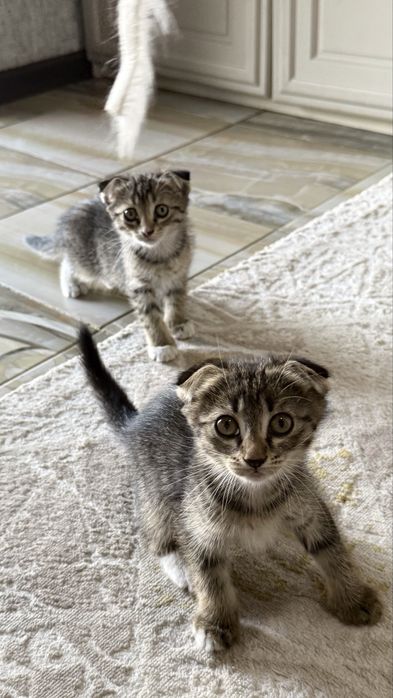 Отдам бесплатно вислоухих котят