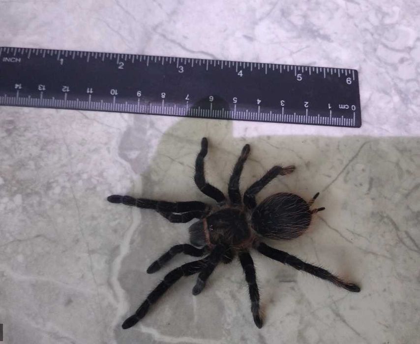 Tarantula - Тарантyла