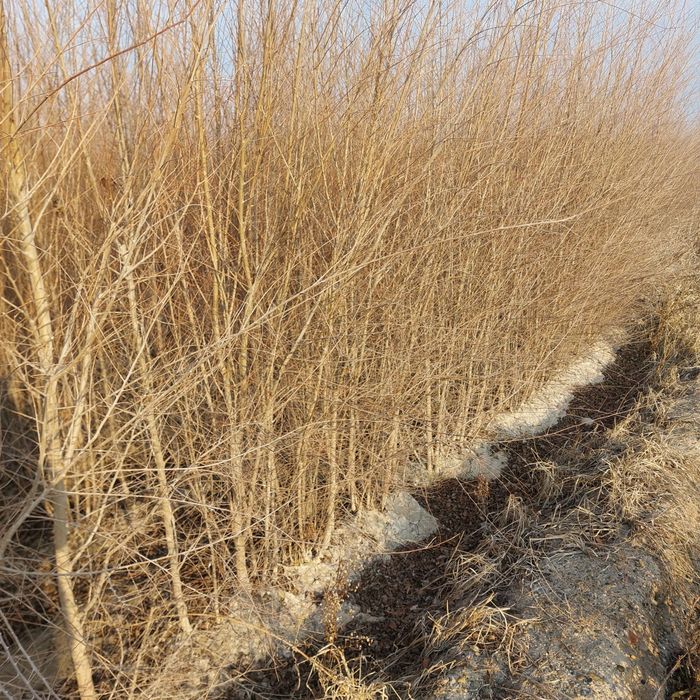 Chapa tut. Manzarali va mevali koʻchatlar