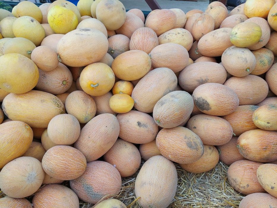 Pepene galben Raymod si Carriere