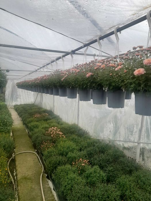 Crizanteme de toamna