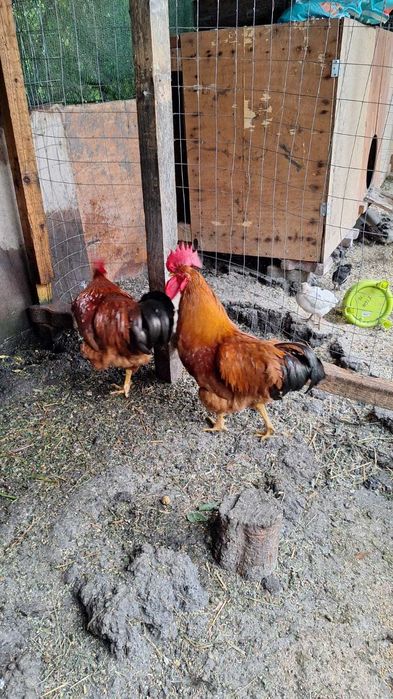 Vand cocoși de 1 an