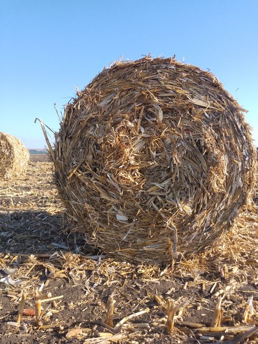 Baloți coceni și trifoi