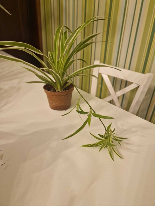 3 spider plant, ghicecele maro