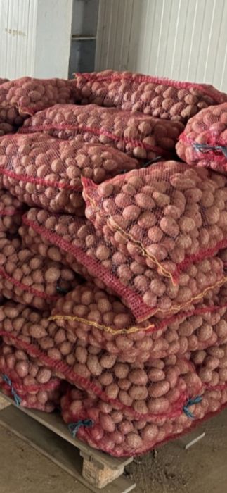 Cartofi de sămânță Fagaraș pret 1.50 lei