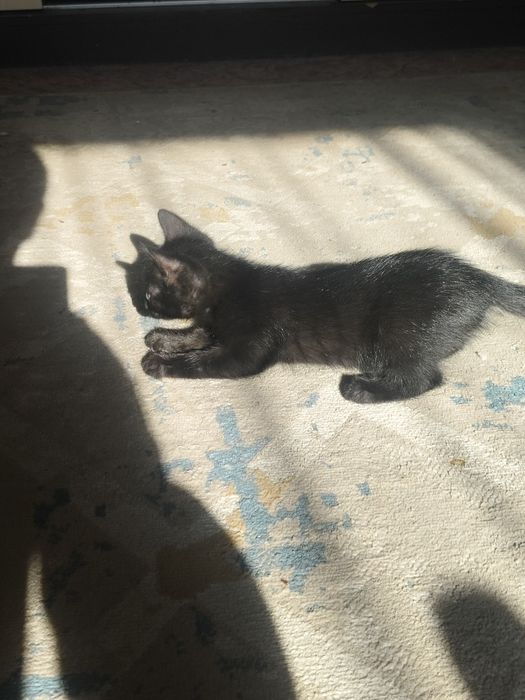 Котёнок  даром !