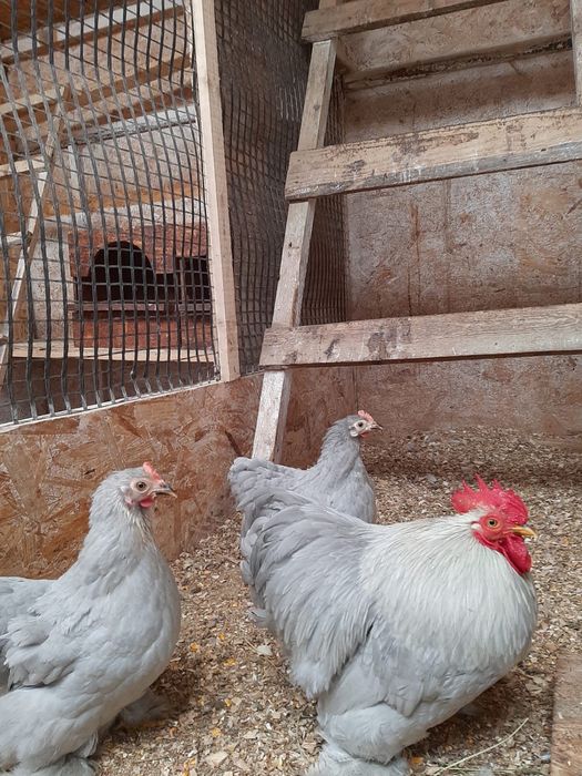 Vand oua de incubat cochinchina pitic lavanda