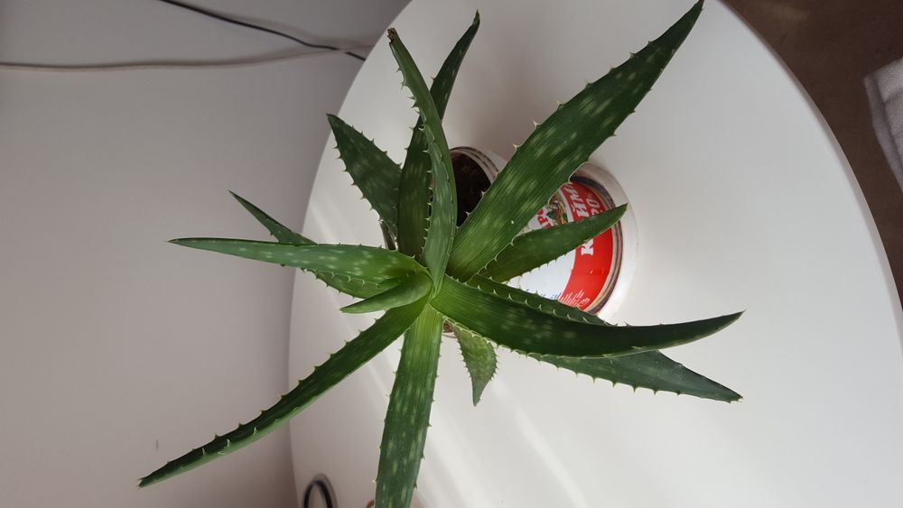 Алоэ  6 7 -летний