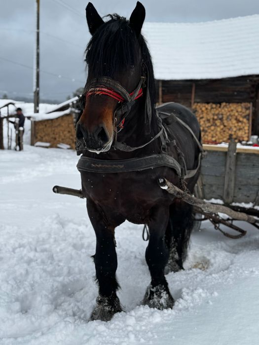 Armasar de vanzare