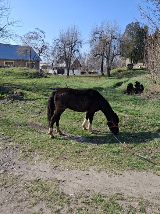 Продам лошадь, 2 шт