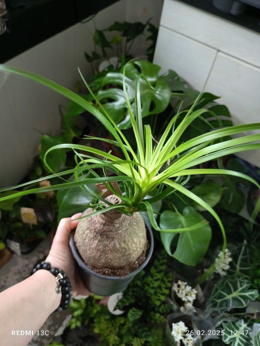 Бокарнея Нолина домашнее дерево