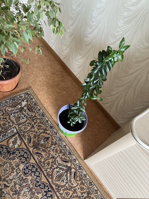 Продам красивые комнатные цветы.