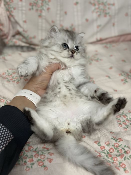 Мушук котята серебро табби шиншилла