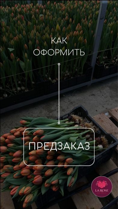 Оптовые тюльпаны напрямую из теплиц
