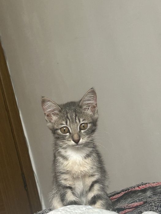 Кошку отдам бесплатно