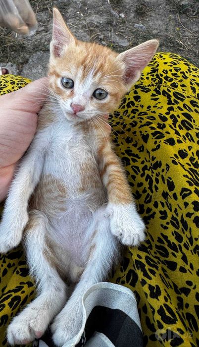Отдам котят бесплатно в хорошие руки