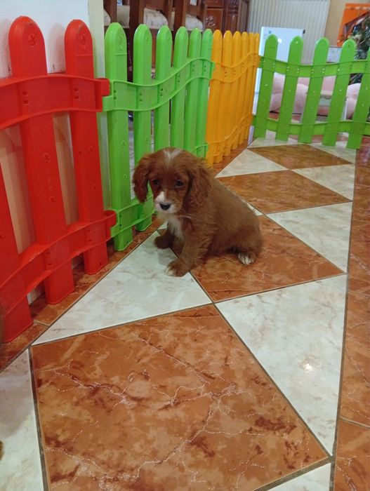 Fetită  Cavapoo