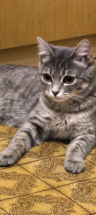 Найден котёнок  в Алматы