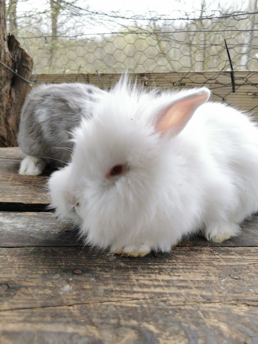 Iepurași de vânzare.