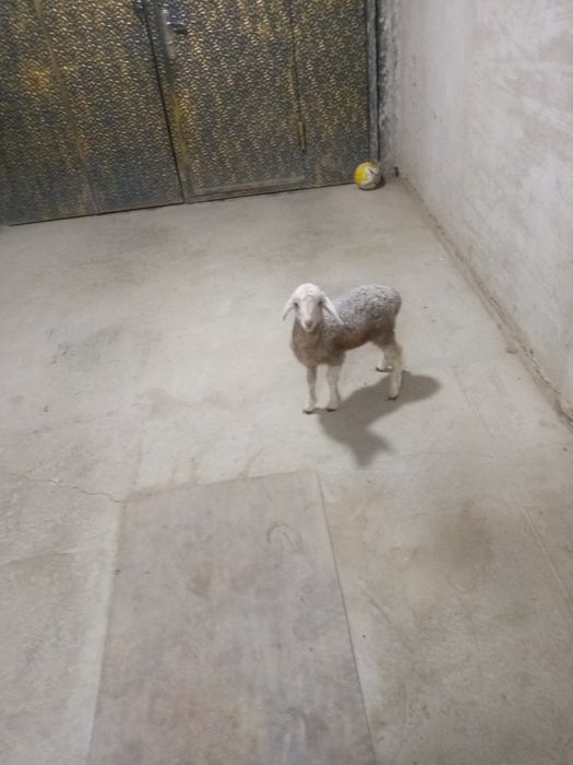 20 kunlik shirboz barra sotiladi
