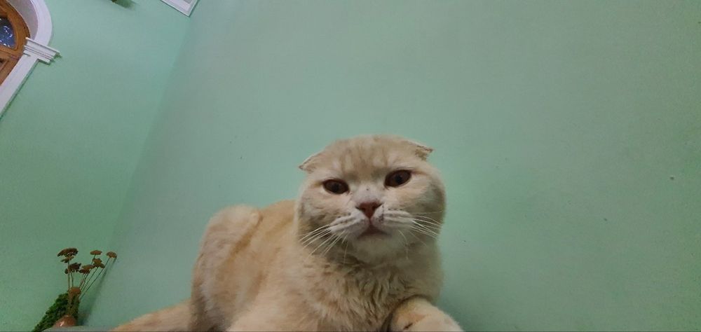 Scottish  fold мальчик
