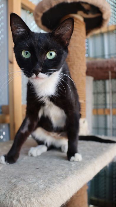 Ищем дом красавице Матильде!