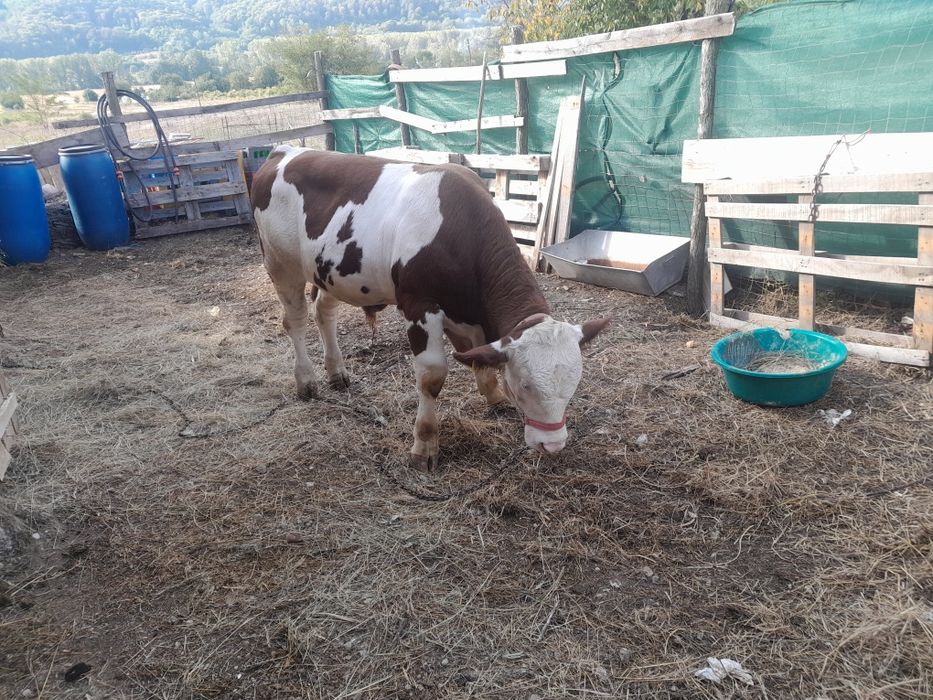 Vând tauras cu vârsta de 10lunii baltat românesc fără coarne