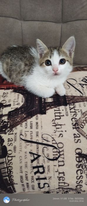 Котята возраст 2мес