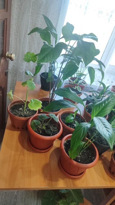 Продам комнатные растения