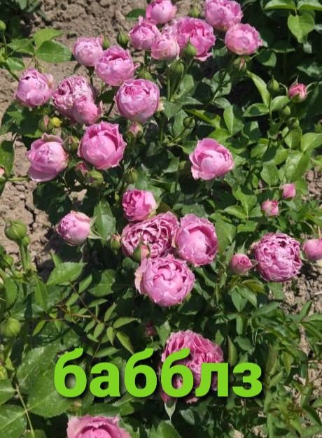 Розы укоренённые