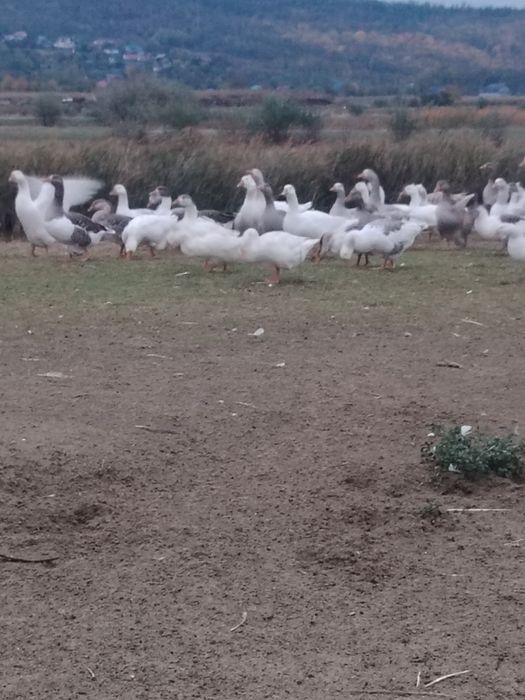 Vând gâște românești