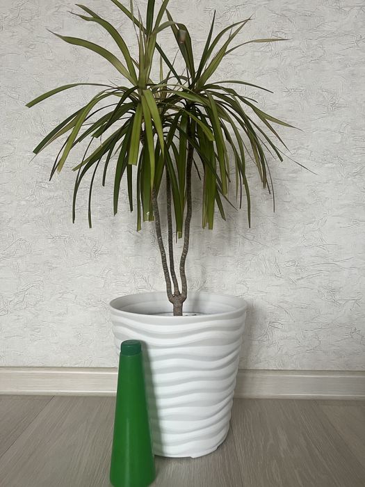 Пальма Драцена окаймленная