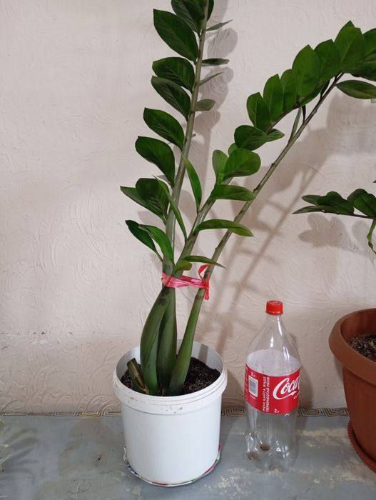 Продам Цветы домашние