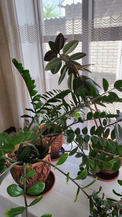 Продам цветы для дома, офиса