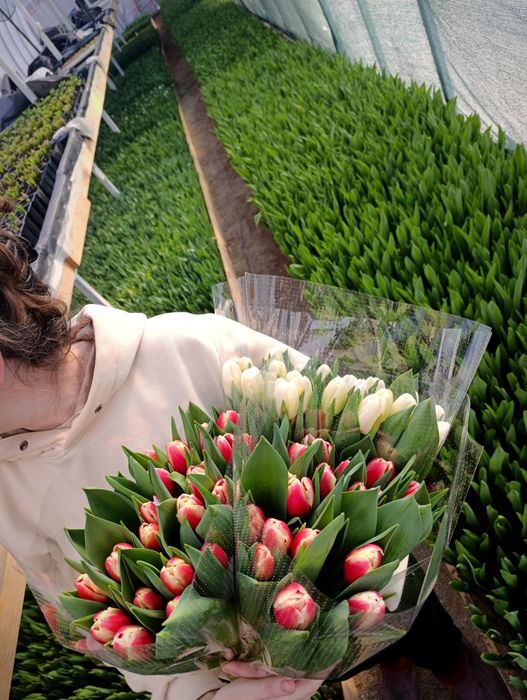 Тюльпаны оптом на 8 марта опт от 1000 шт