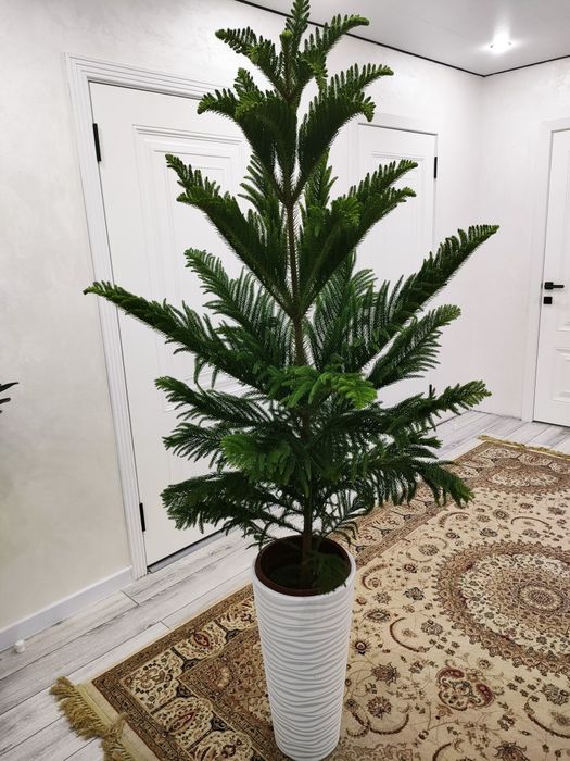 комнатные цветы, доставка