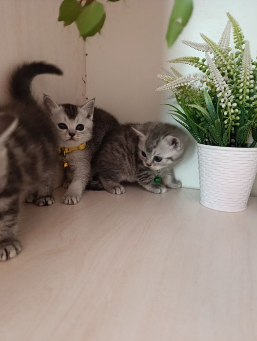 Серебристая шиншилла.Скоттиш страйт и Фолд