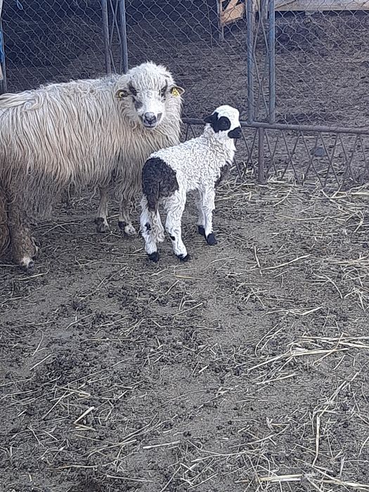 Vand 2 oi,una cu miel și una gestanta