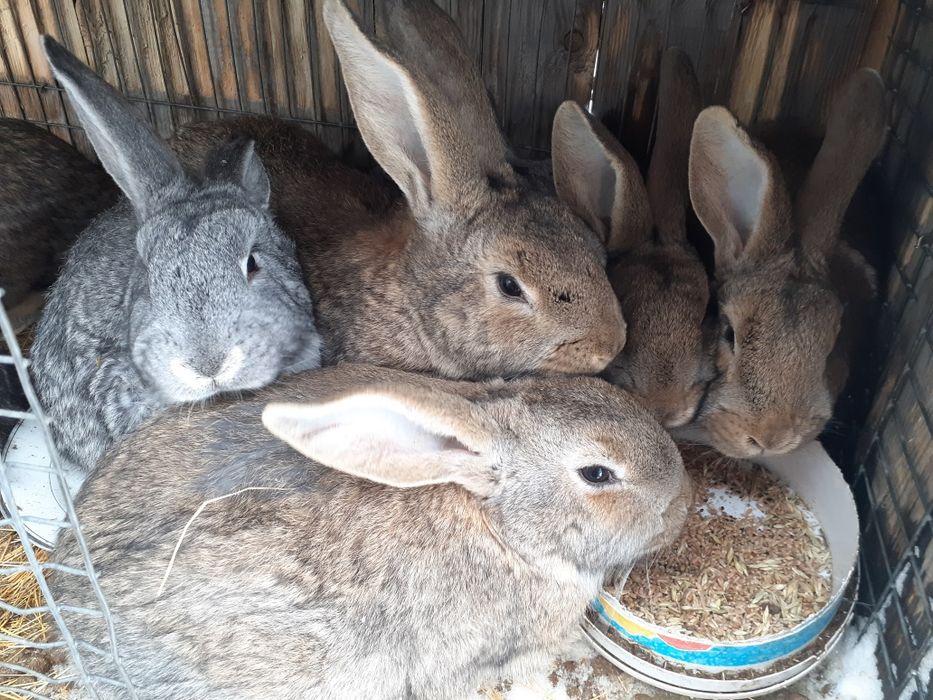 Продам молодых кроликов