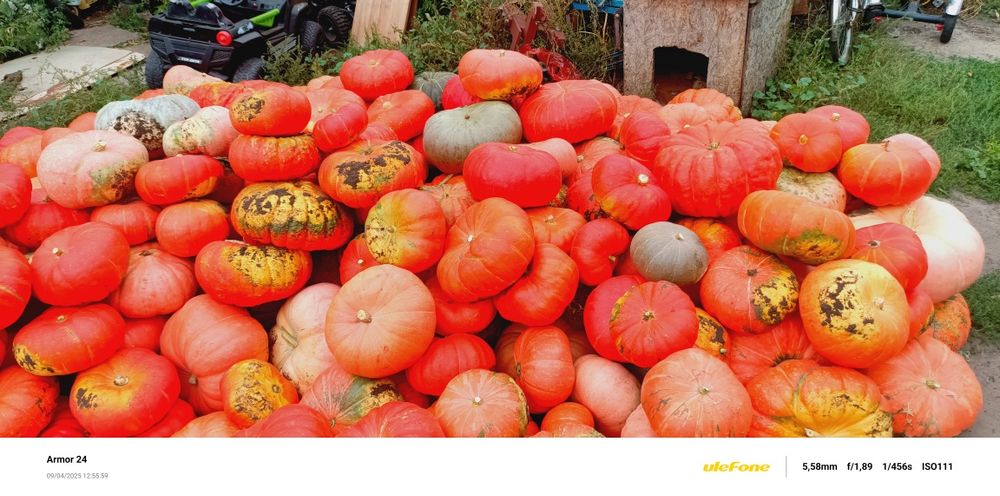 Продам тыкву с огорода