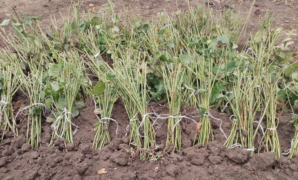 Разсад едра сладка къпина карака блек