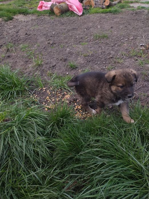 Căței adopție  pentru doritori