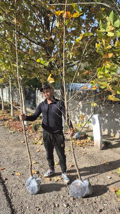 Platan   catalpa globular mesteacan  tei