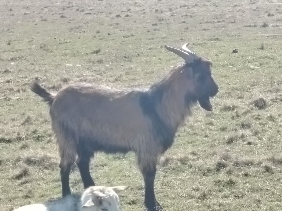 iezi alpini francezi