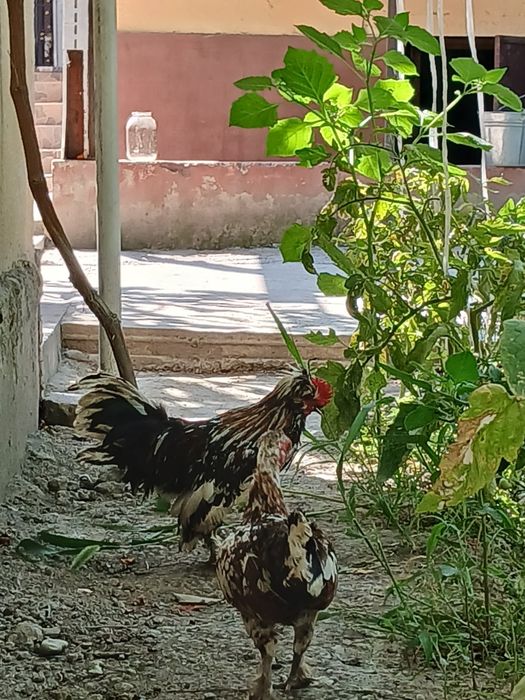 yaponchalar sotiladi 150  ozroq kami bor jupi