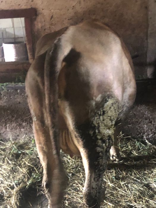 Vînd vaca gestantă in 9luni