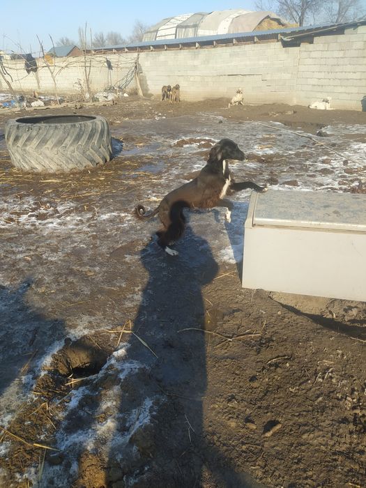 Продаются тазы .