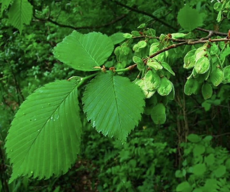 Вязь листья фото Вязь листья фото